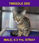 TWEEDLE DEE